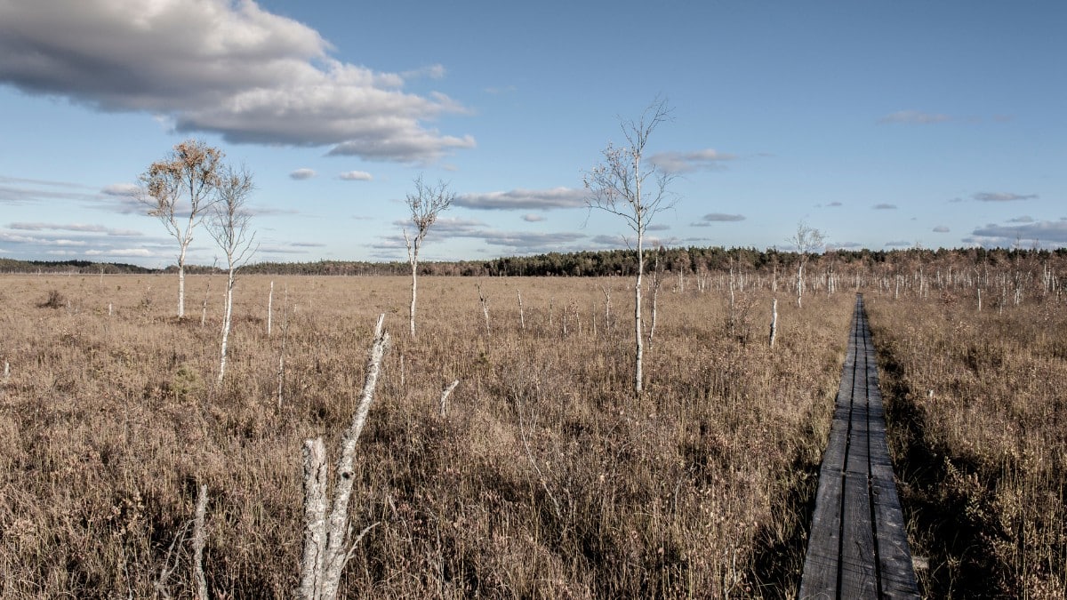Spång genom Store Mosse nationalpark i Jönköpings län